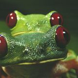 Fotogalerie: Rotaugenfrösche - Bild 8