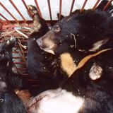 Entfernung des Katheters