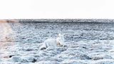 Fotoshow: Islandpferde