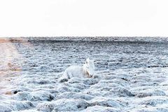 Fotoshow: Islandpferde