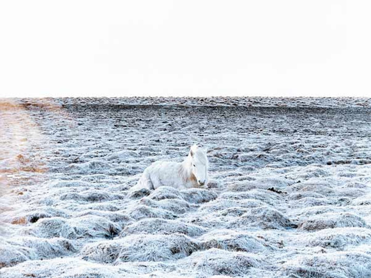 Fotoshow: Islandpferde