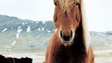Fotoshow: Islandpferde - Bild 2