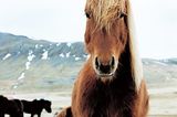 Fotoshow: Islandpferde - Bild 2