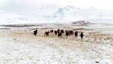 Fotoshow: Islandpferde - Bild 3