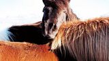 Fotoshow: Islandpferde - Bild 5