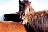 Fotoshow: Islandpferde - Bild 5