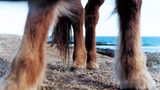 Fotoshow: Islandpferde - Bild 7