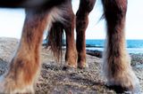 Fotoshow: Islandpferde - Bild 7