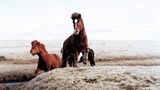 Fotoshow: Islandpferde - Bild 8