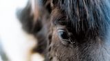 Fotoshow: Islandpferde - Bild 9