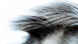 Fotoshow: Islandpferde - Bild 10