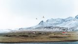 Fotoshow: Islandpferde - Bild 11