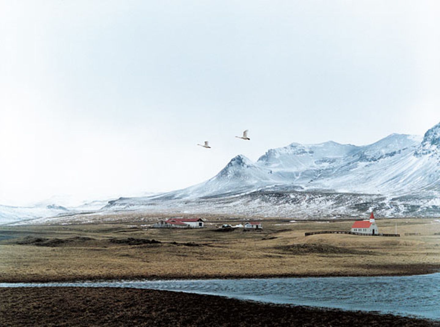 Fotoshow: Islandpferde - Bild 11