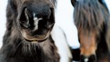 Fotoshow: Islandpferde - Bild 12