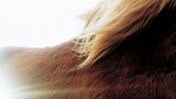 Fotoshow: Islandpferde - Bild 14