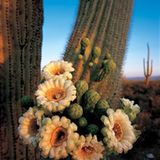 Fotogalerie: Der wilde Westen - Bild 6