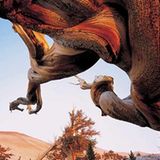 Fotogalerie: Der wilde Westen - Bild 9