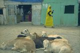Fotogalerie: Eritrea - Bild 3