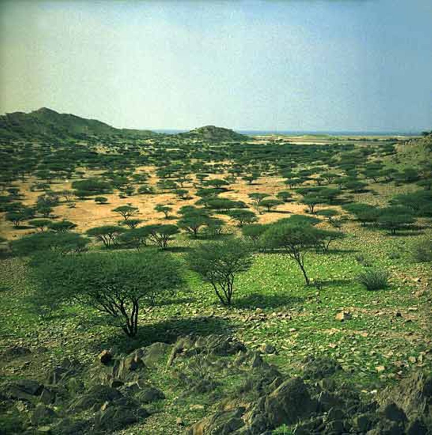 Fotogalerie: Eritrea - Bild 7