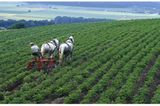 Ökolandbau: Landwirtschaft ohne Gift und Gentechnik
