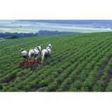 Ökolandbau: Landwirtschaft ohne Gift und Gentechnik