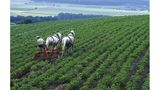 Ökolandbau: Landwirtschaft ohne Gift und Gentechnik