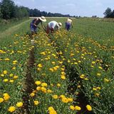Ökolandbau: Landwirtschaft ohne Gift und Gentechnik - Bild 2