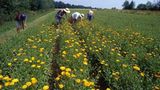 Ökolandbau: Landwirtschaft ohne Gift und Gentechnik - Bild 2