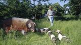 Ökolandbau: Landwirtschaft ohne Gift und Gentechnik - Bild 3