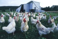 Ökolandbau: Landwirtschaft ohne Gift und Gentechnik - Bild 4