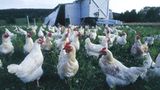 Ökolandbau: Landwirtschaft ohne Gift und Gentechnik - Bild 4