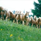 Fotoshow: Haflinger