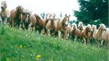 Fotoshow: Haflinger