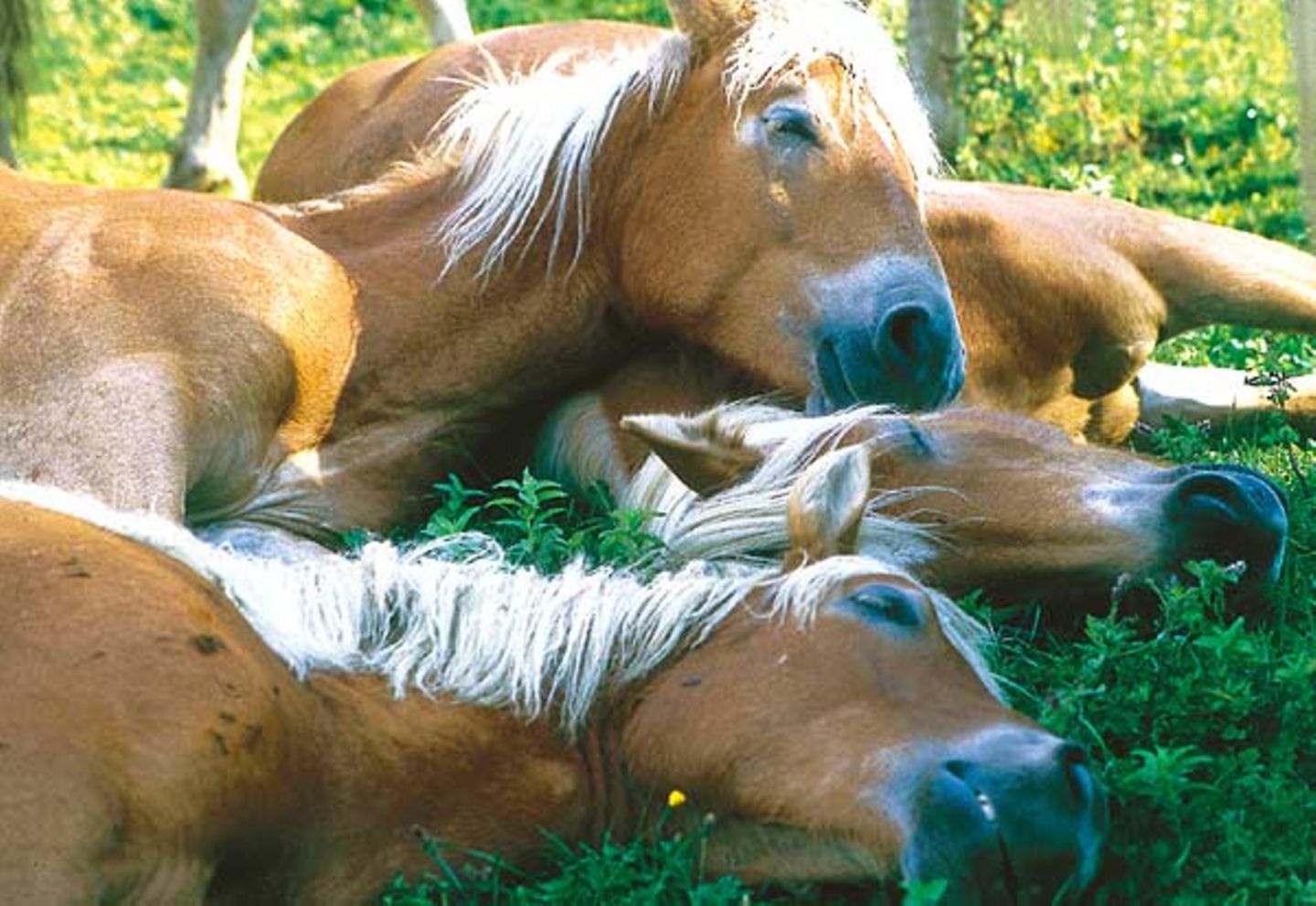 Fotoshow: Haflinger - Bild 2
