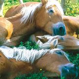 Fotoshow: Haflinger - Bild 2
