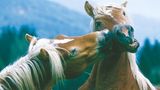Fotoshow: Haflinger - Bild 3
