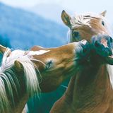 Fotoshow: Haflinger - Bild 3