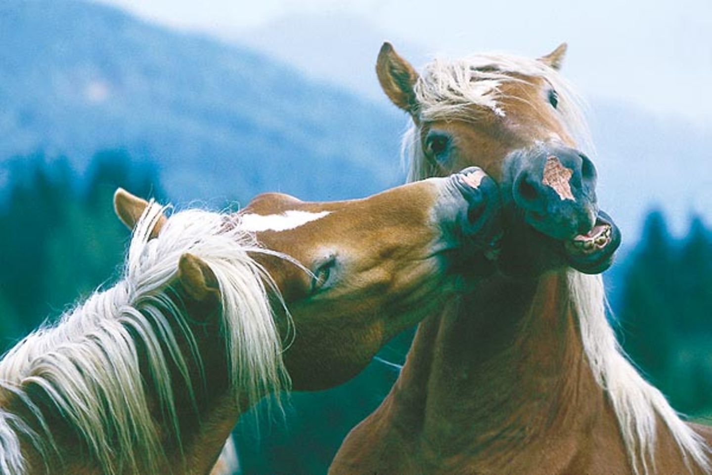 Fotoshow: Haflinger - Bild 3