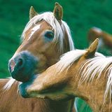 Fotoshow: Haflinger - Bild 4