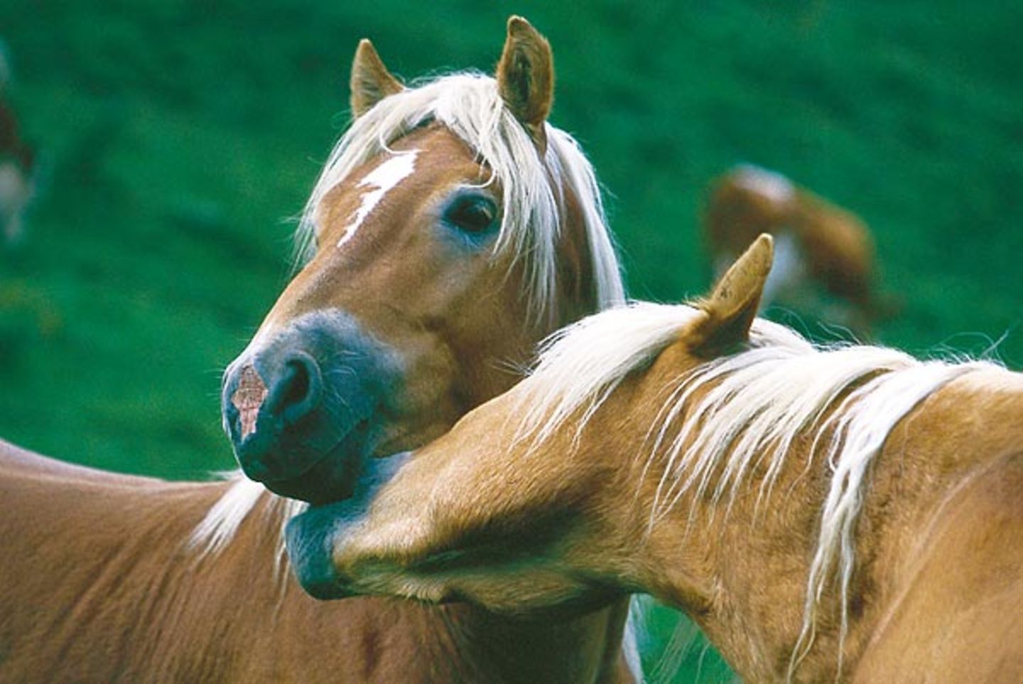 Fotoshow: Haflinger - Bild 4