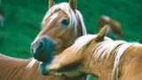 Fotoshow: Haflinger - Bild 4
