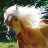 Fotoshow: Haflinger - Bild 5