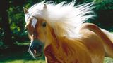 Fotoshow: Haflinger - Bild 5
