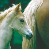 Fotoshow: Haflinger - Bild 6