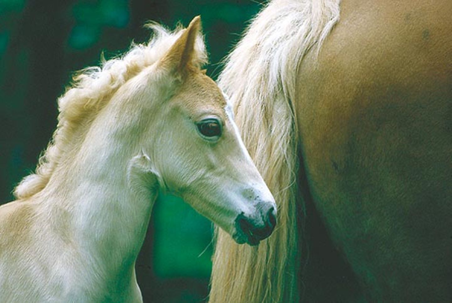 Fotoshow: Haflinger - Bild 6