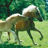 Fotoshow: Haflinger - Bild 7