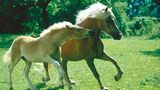 Fotoshow: Haflinger - Bild 7