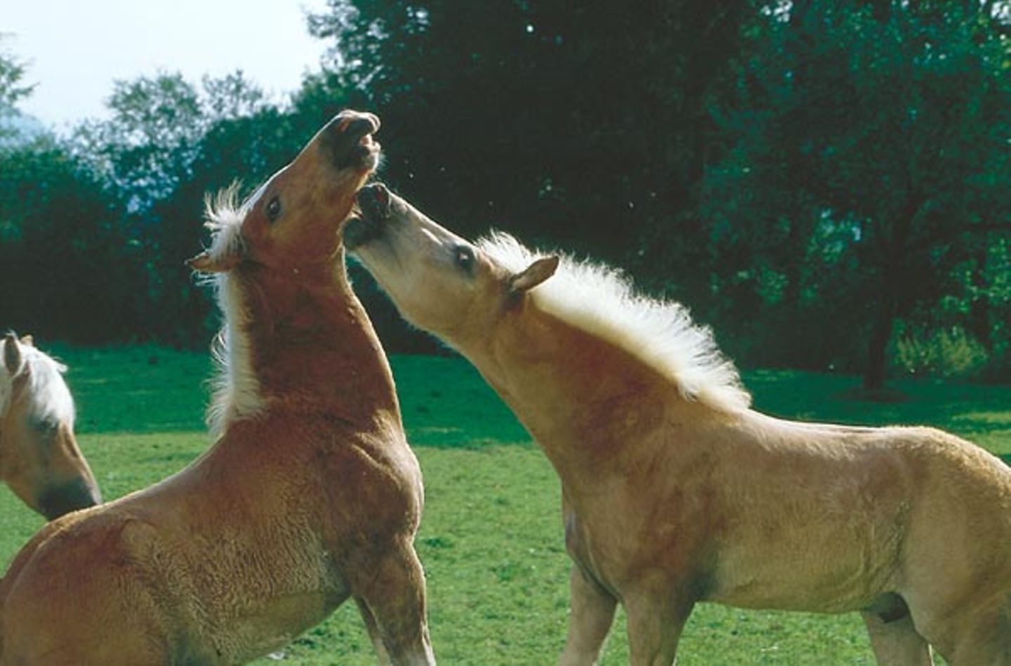 Fotoshow: Haflinger - Bild 8