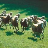 Fotoshow: Haflinger - Bild 9