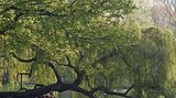 Fotogalerie: Amsterdam - Bild 9